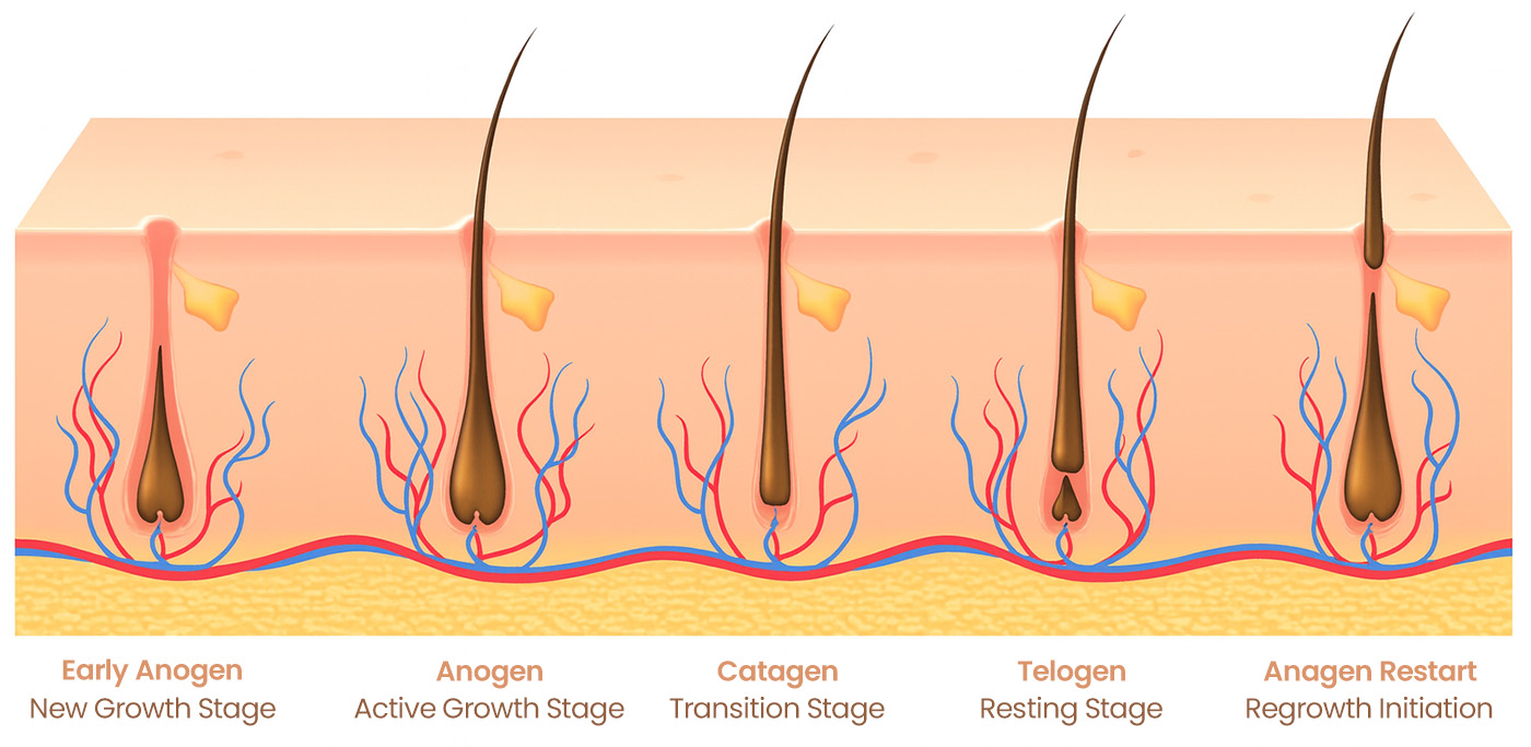 Hair growth cycle diagram showing treatment targets